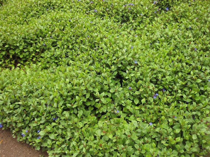 File:1280px-IMG 7095 hunt09jun.jpg