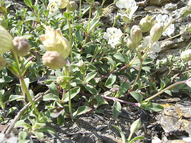 File:1280px-Sea campion.JPG