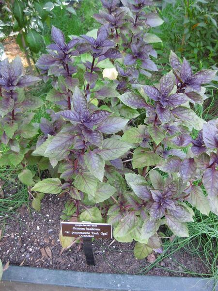 File:576px-IMG 0372 nybg09.jpg