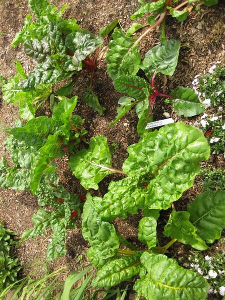 File:576px-IMG 5291 hunt0904.jpg