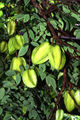 Carambolas still on the tree
