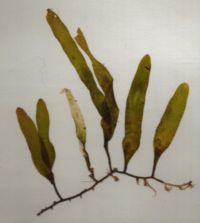 Caulerpa prolifera