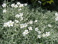 Thumbnail for version as of 05:06, 19 August 2007