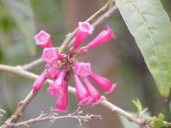 Cestrum elegans flowers