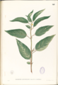 Thumbnail for version as of 07:28, 2 July 2007