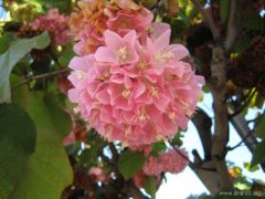 Dombeya wallichii