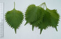 Thumbnail for version as of 14:29, 29 October 2007