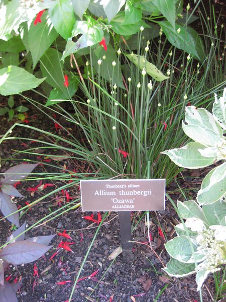 File:IMG 0026 nybg09.jpg