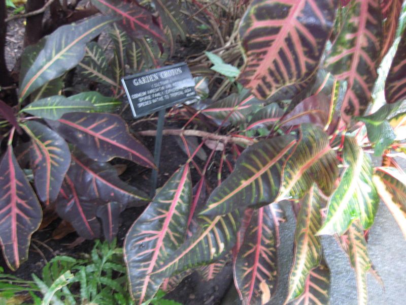 File:IMG 1131 bbg09.jpg