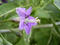 Thumbnail for version as of 17:27, 18 October 2007