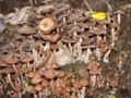 Panaeolus subbalteatus