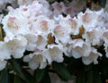 Thumbnail for version as of 17:13, 22 November 2008