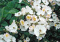 Thumbnail for version as of 11:56, 27 April 2007
