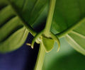 Thumbnail for version as of 04:26, 19 August 2007