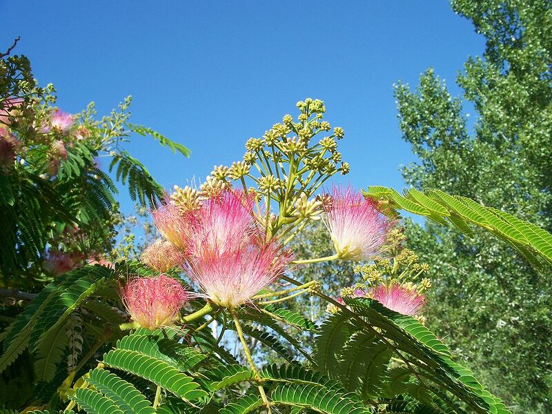 File:1024px-Albizia julibrissin7.jpg