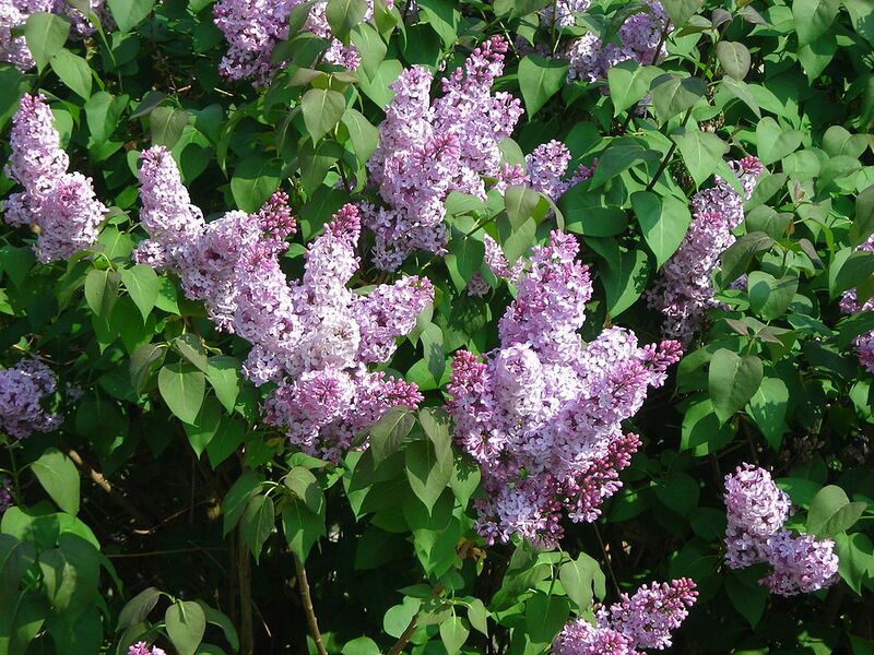 File:1024px-Fleurs jardin dorian 2.JPG