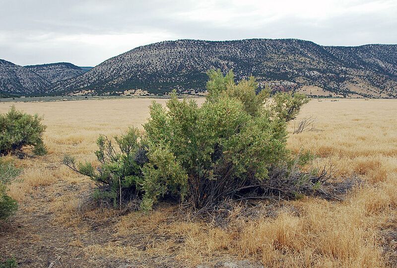 File:1024px-Greasewood 03.jpg