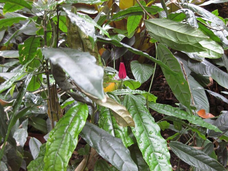 File:1024px-IMG 1081 bbg09.jpg