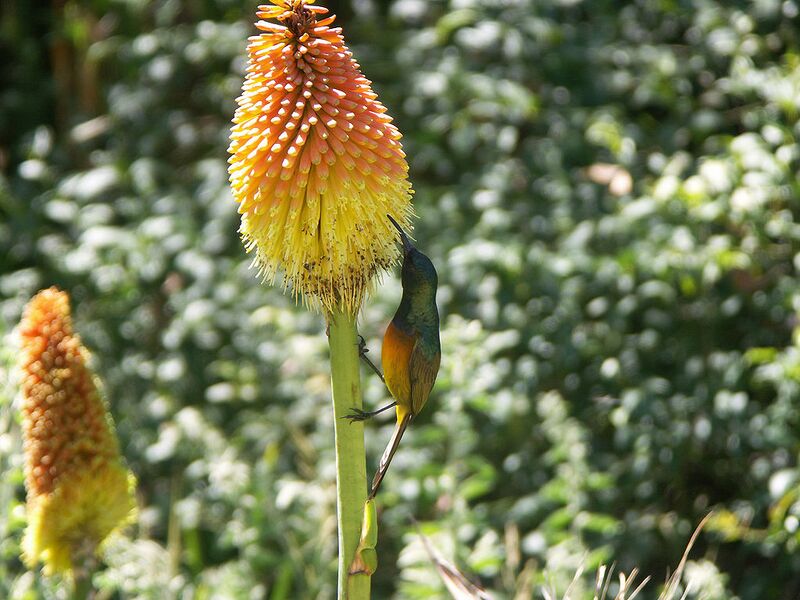 File:1024px-Orange-breasted Sunbird (Nectarinia violacea).jpg