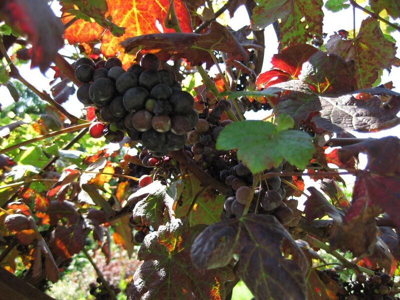 File:1280px-IMG 0122 nybg09.jpg