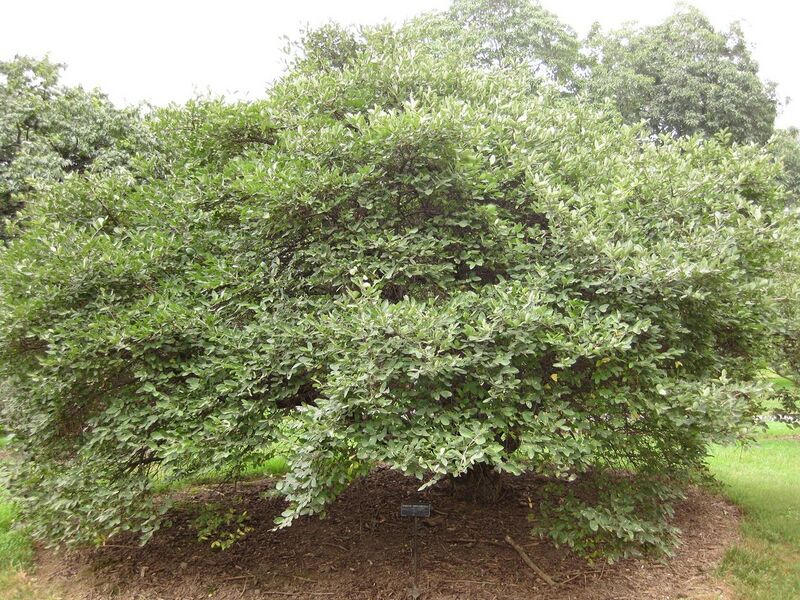 File:1280px-IMG 1369 bbg09.jpg