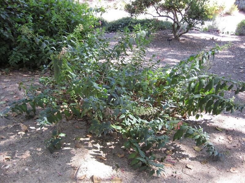 File:1280px-IMG 1905 hunt09oct.jpg