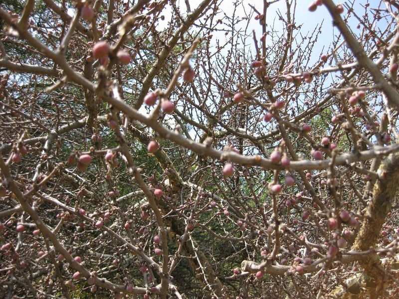 File:1280px-IMG 4386 hunt0904.jpg