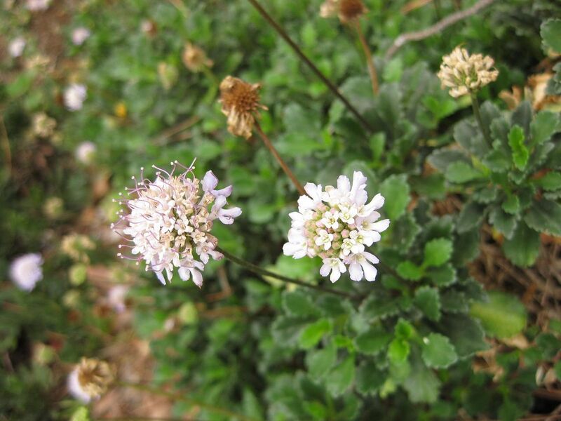 File:1280px-IMG 6946 hunt09jun.jpg