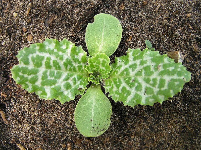 File:1280px-Silybum marianum 1 beentree.jpg