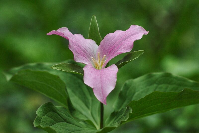 File:1280px-Trillium grandiflorum pink1.jpg
