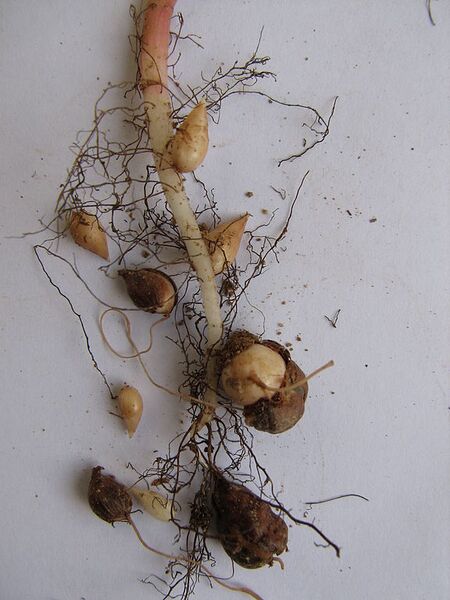 File:576px-Oxalis pes-caprae root.JPG