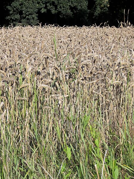 File:576px-Triticum aestivum, Gewone tarwe.jpg