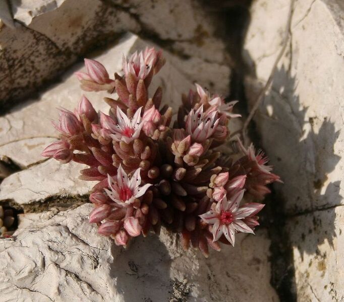 File:873px-Sedum hispanicum 2.jpg