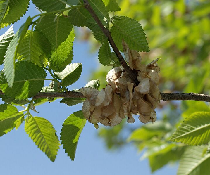 File:920px-Ulmus pumila 20070415.jpg