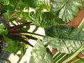 Thumbnail for version as of 16:34, 18 April 2010