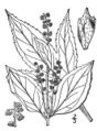 Thumbnail for version as of 13:22, 28 April 2007