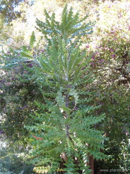 File:Banksia grandis-bull banksia-IMG 6942 sfbg0308.jpg