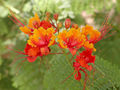 Thumbnail for version as of 21:58, 24 July 2009