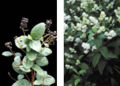 Ceanothus americanus (fruit left, flowers right)