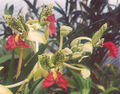 Thumbnail for version as of 11:18, 2 May 2007