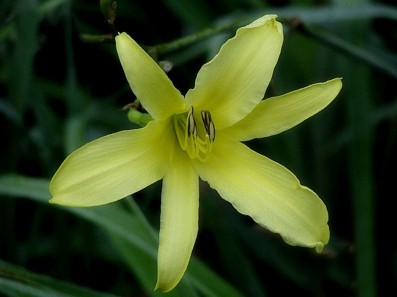 File:H. altissima.jpg