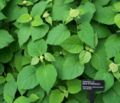 Wild Hydrangea v. Annabelle Hydrangea arborescens
