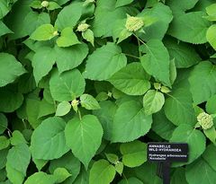 Hydrangea arborescens