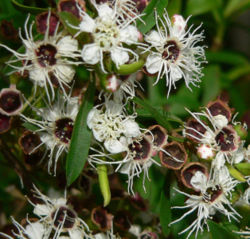 Kunzea ericoides