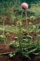 Thumbnail for version as of 13:10, 16 August 2007