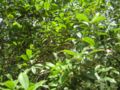 osmanthus fragrans