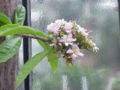 Thumbnail for version as of 13:08, 18 May 2007
