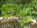 punica granatum var. nana