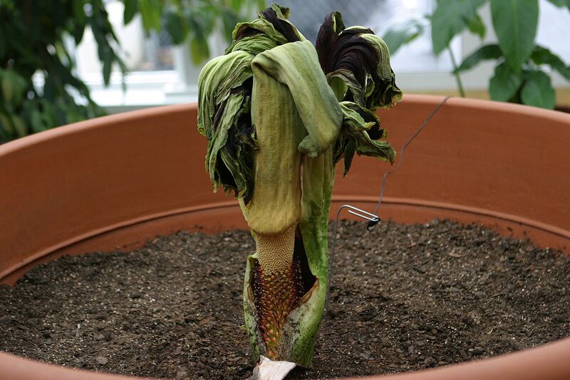 File:1280px-Corpseflower.jpg