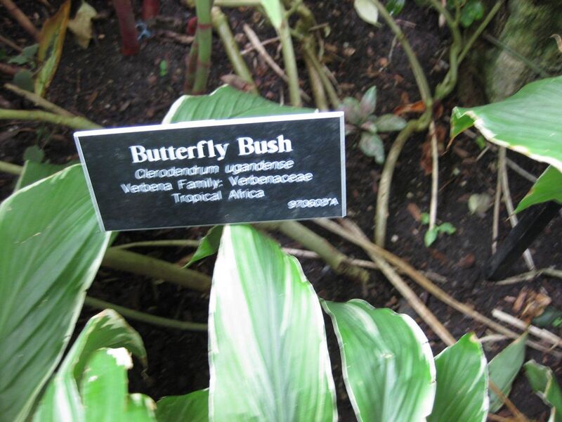 File:1280px-IMG 1176 bbg09.jpg